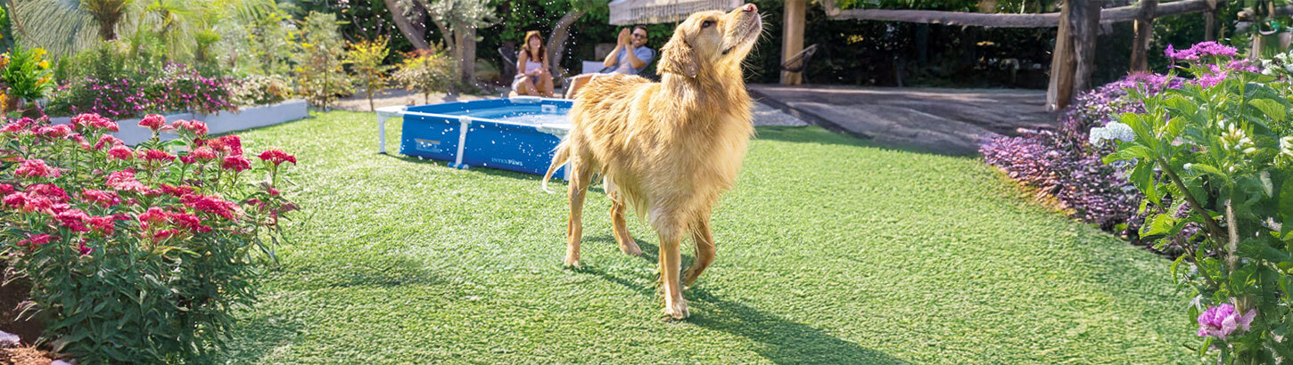 Évènement : célébrons la journée du chien avec la gamme animalerie ?